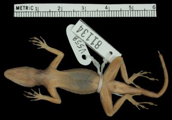Media type: image; Herpetology R-81134